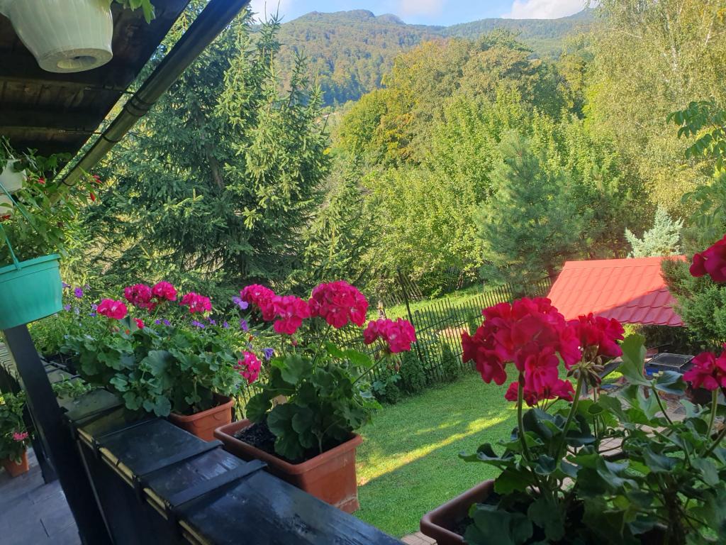Poza vara Pensiunea CAPRA CU TREI IEZI