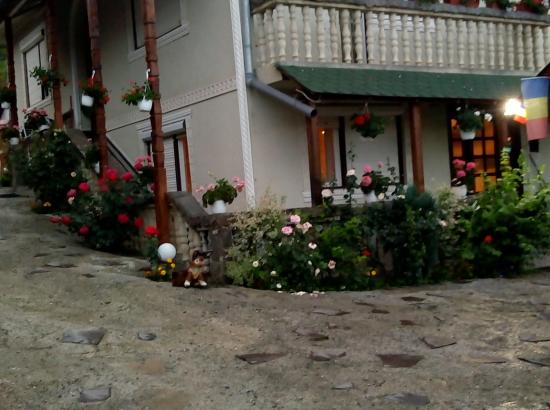 Pensiunea Casa Ionela Petreus