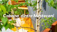 Cabana Aframe Dintre Mesteceni