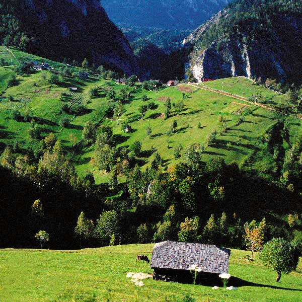 Bucovina